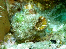 56 Giant Tunicate IMG 4144